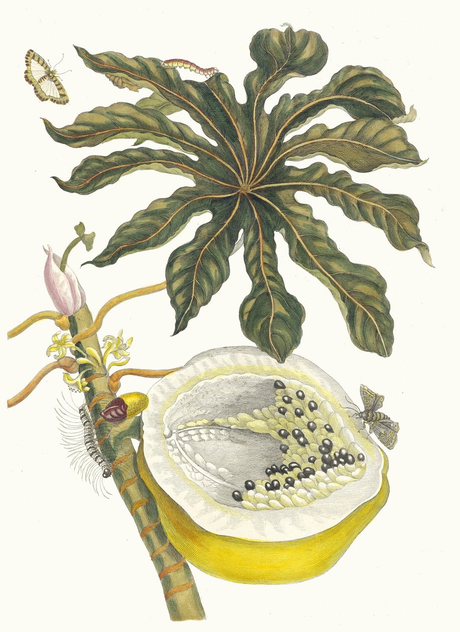 Karika papaya. Kitaptan Metamorfoz İnsektorum Surinamensium, 1705. by Maria Sibylla Merian