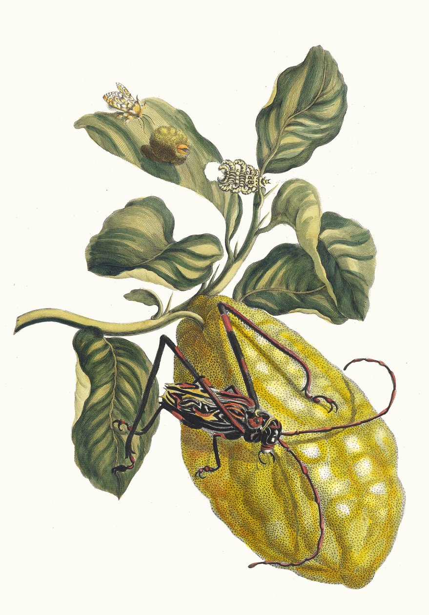 Citronier. Kitaptan Metamorfoz İnsektorum Surinamensium, 1705. by Maria Sibylla Merian