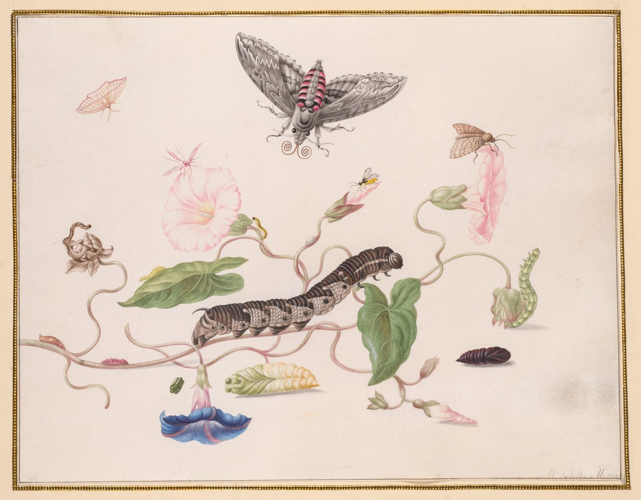 Convolvulus Hawk Moth'un Convolvulus ve Metamorfozu by Maria Sibylla Merian