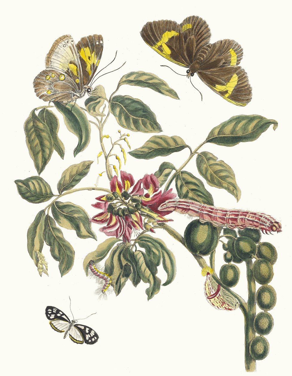 Coronilla Americana Arborescens. Kitaptan Metamorfoz İnsektorum Surinamensium, 1705 by Maria Sibylla Merian