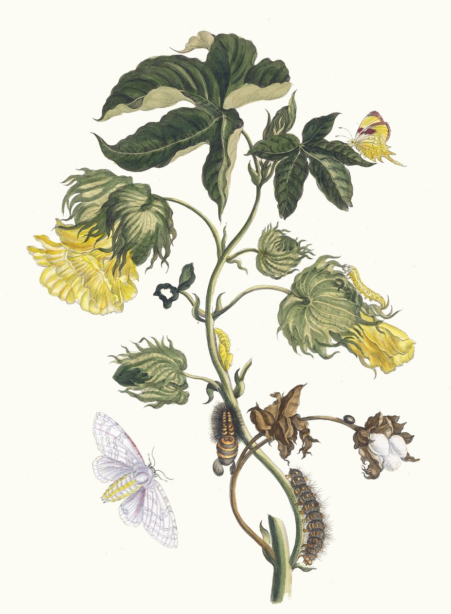 Kotonier. Kitaptan Metamorfoz İnsektorum Surinamensium, 1705. by Maria Sibylla Merian