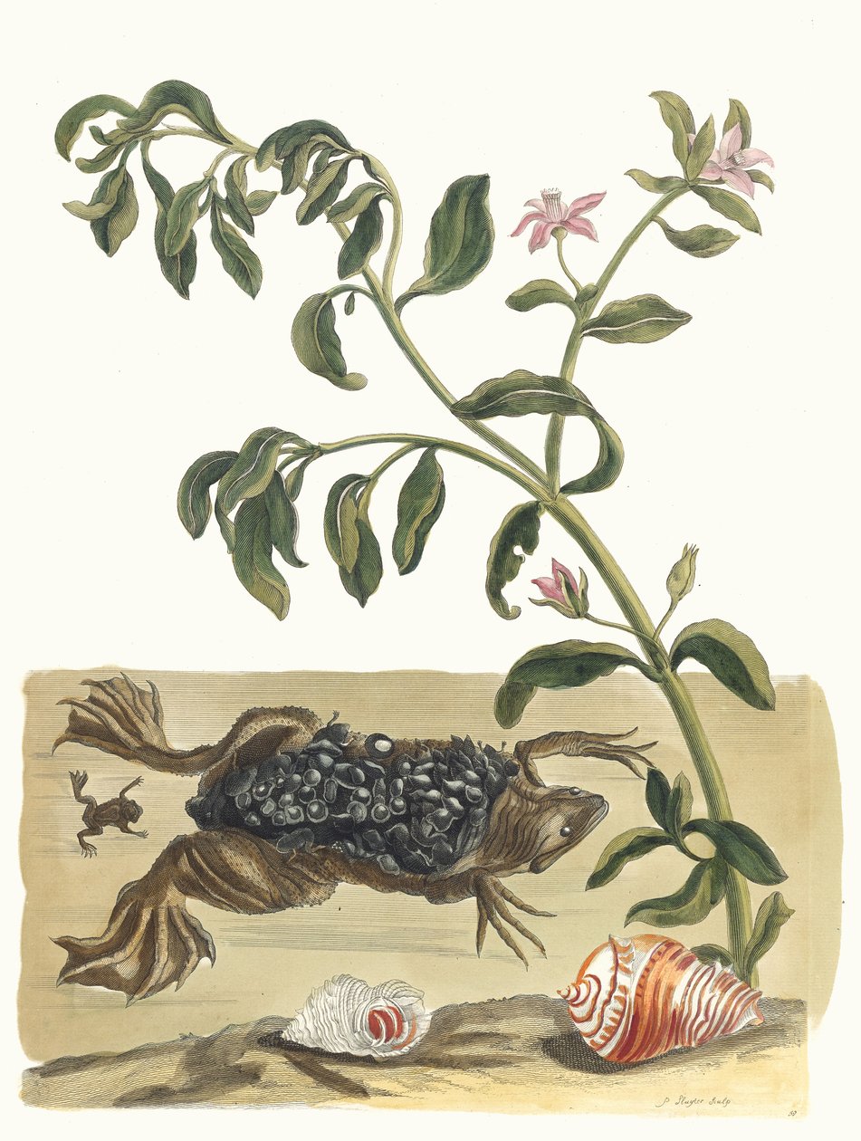 Cresson. Kitaptan Metamorfoz İnsektorum Surinamensium, 1705. by Maria Sibylla Merian