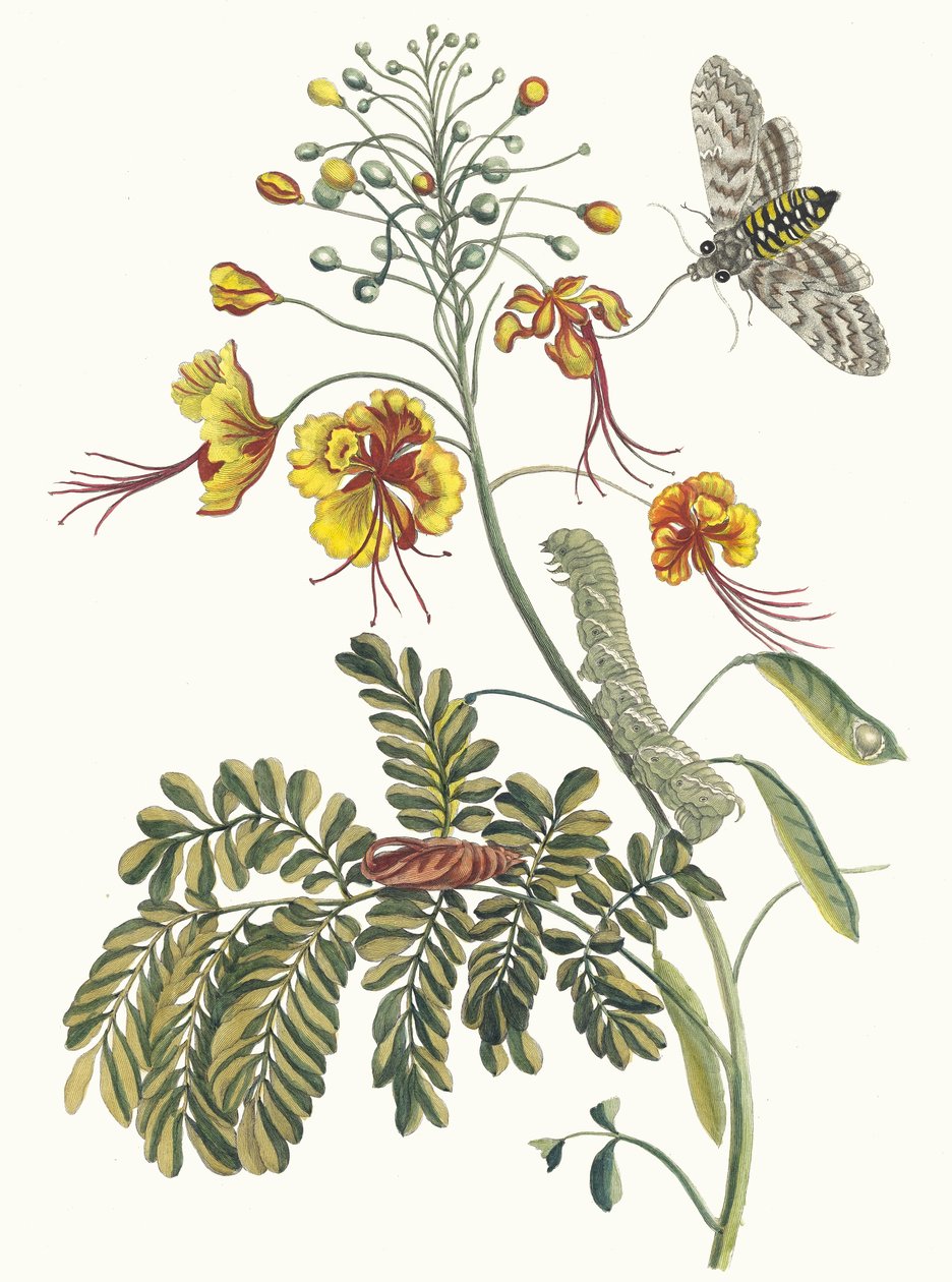 Tavus kuşunun çiçeği. Kitaptan Metamorfoz İnsektorum Surinamensium, 1705 by Maria Sibylla Merian