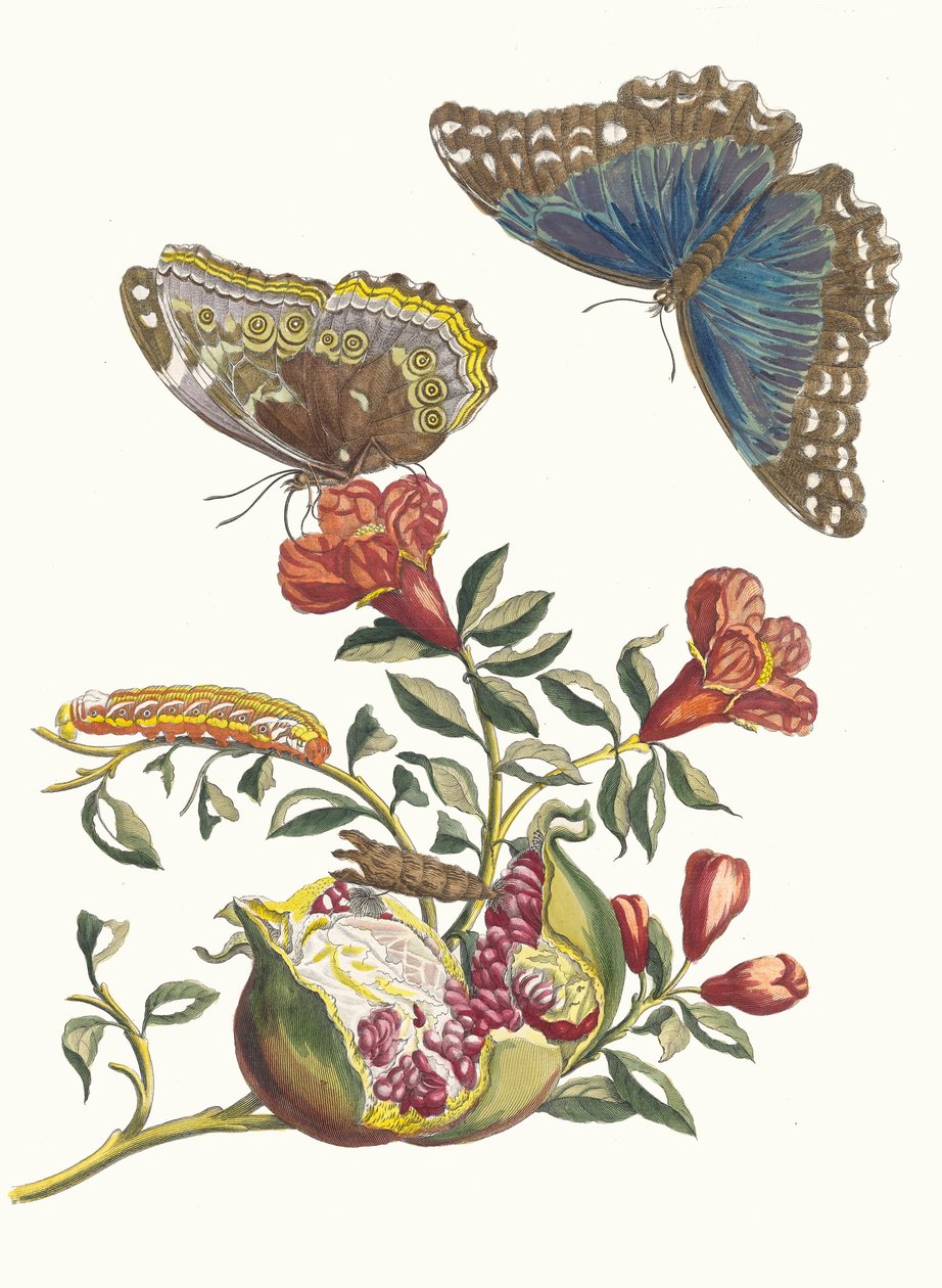 El bombası. Kitaptan Metamorfoz İnsektorum Surinamensium, 1705. by Maria Sibylla Merian
