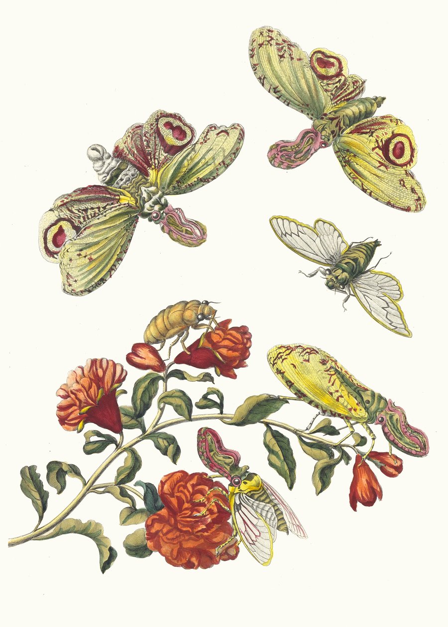 El bombası. Kitaptan Metamorfoz İnsektorum Surinamensium, 1705. by Maria Sibylla Merian