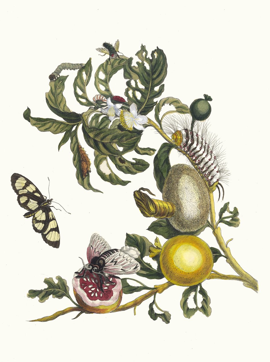 Guajave. Kitaptan Metamorfoz İnsektorum Surinamensium, 1705. by Maria Sibylla Merian