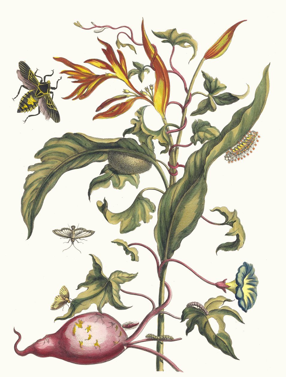 Ipomoea batatas ve Heliconia papağanları. Metamorfoz insektorum kitabından..., 1705 by Maria Sibylla Merian