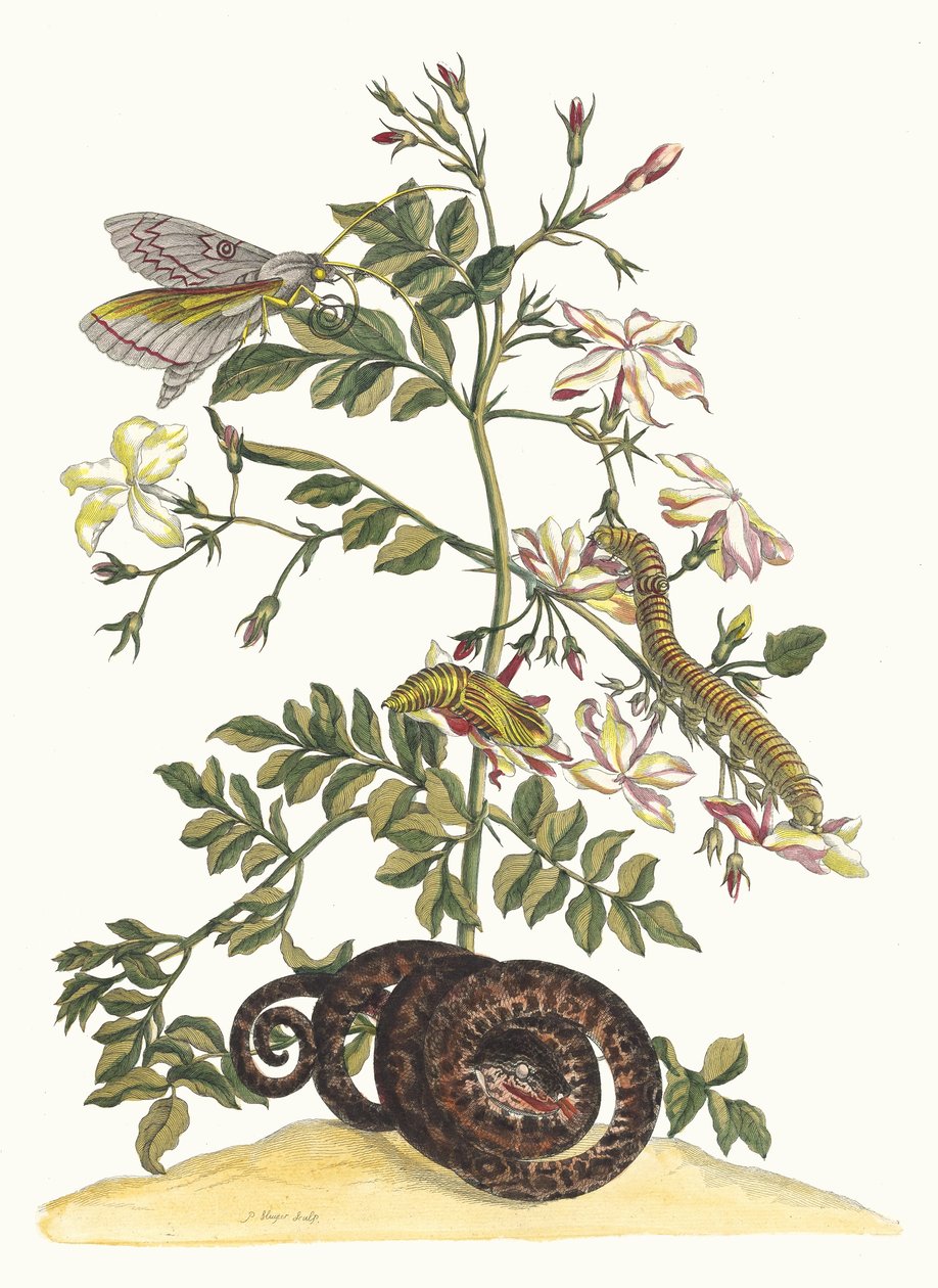 yasemin çiçeği Kitaptan Metamorfoz İnsektorum Surinamensium, 1705 by Maria Sibylla Merian