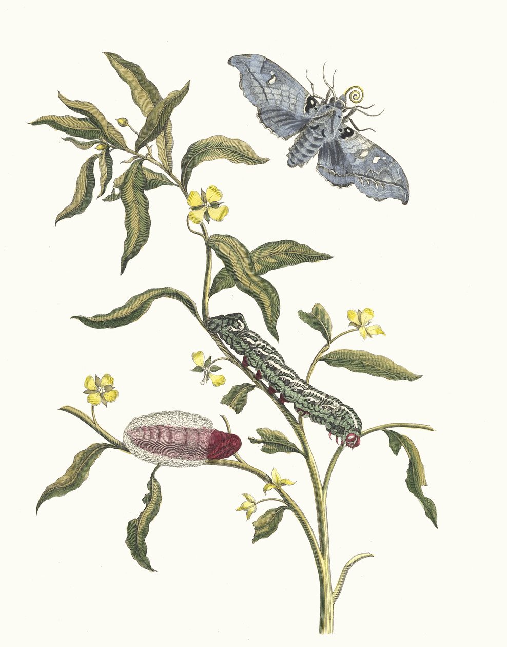 Ludwigia oktovalvis. Kitaptan Metamorfoz İnsektorum Surinamensium, 1705. by Maria Sibylla Merian