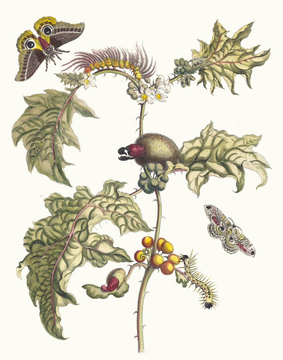 Maccai. Kitaptan Metamorfoz İnsektorum Surinamensium, 1705. by Maria Sibylla Merian