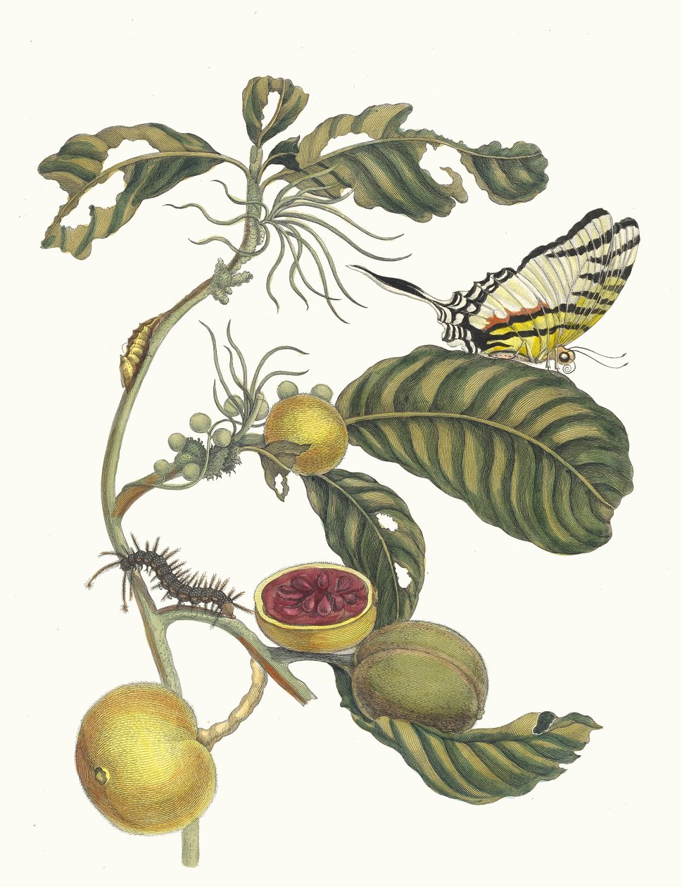 Marmelade çok iyi Boom. Kitaptan Metamorfoz İnsektorum Surinamensium, 1705. by Maria Sibylla Merian
