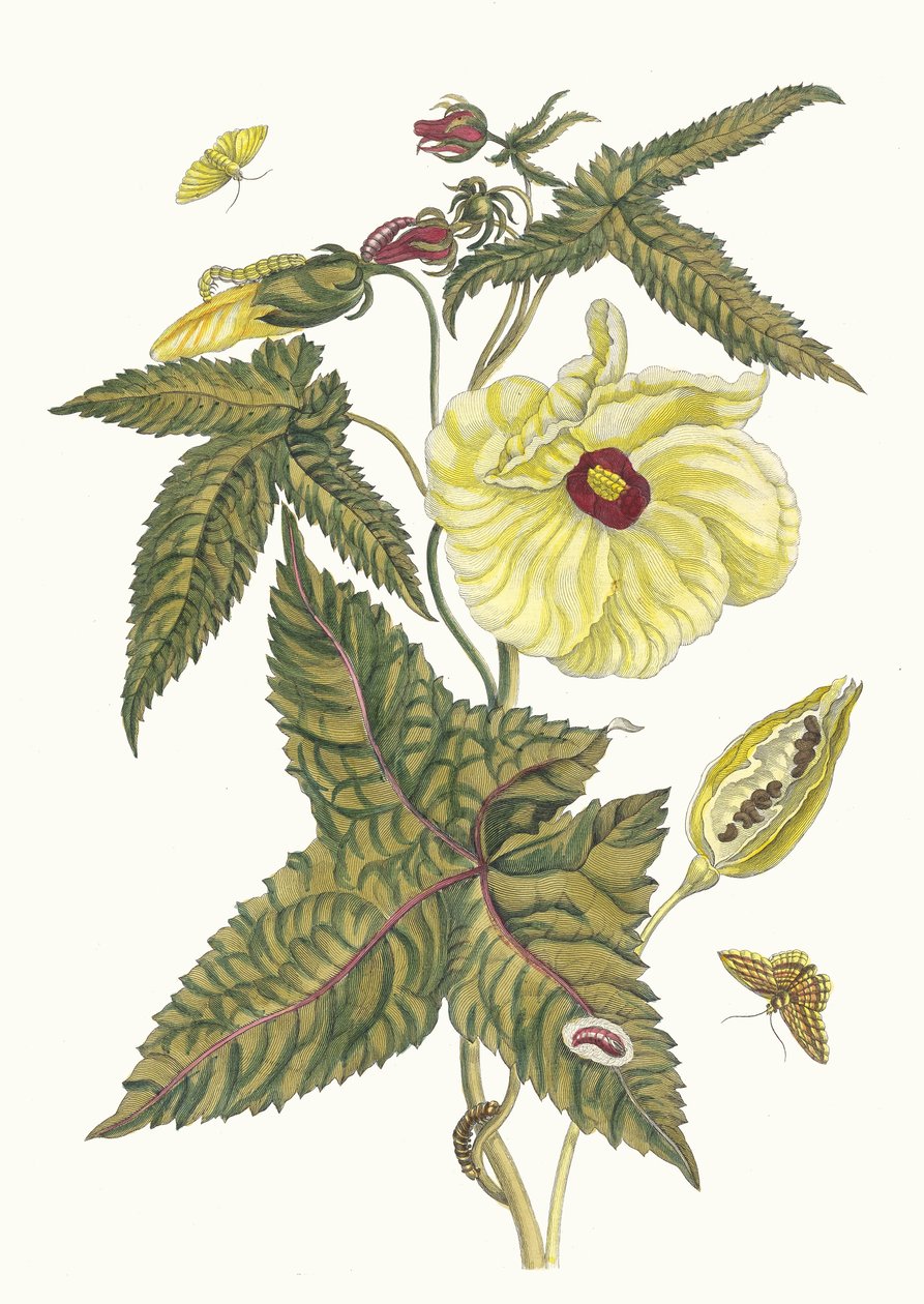 Muscus-Bloem. Kitaptan Metamorfoz İnsektorum Surinamensium, 1705. by Maria Sibylla Merian