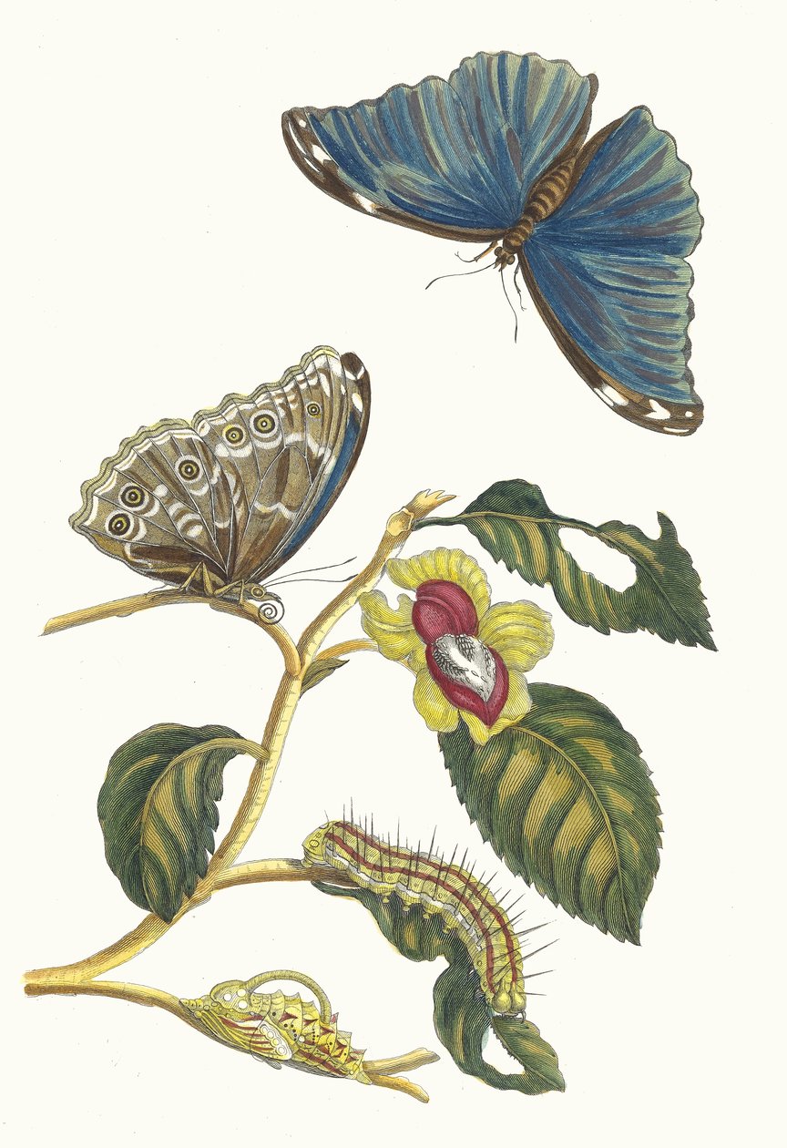 Neflier. Kitaptan Metamorfoz İnsektorum Surinamensium, 1705. by Maria Sibylla Merian