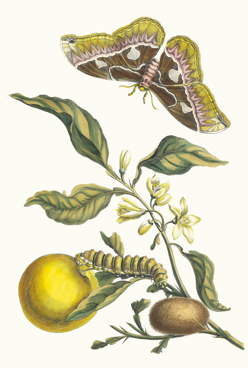 Portakal Kitaptan Metamorfoz İnsektorum Surinamensium, 1705. by Maria Sibylla Merian