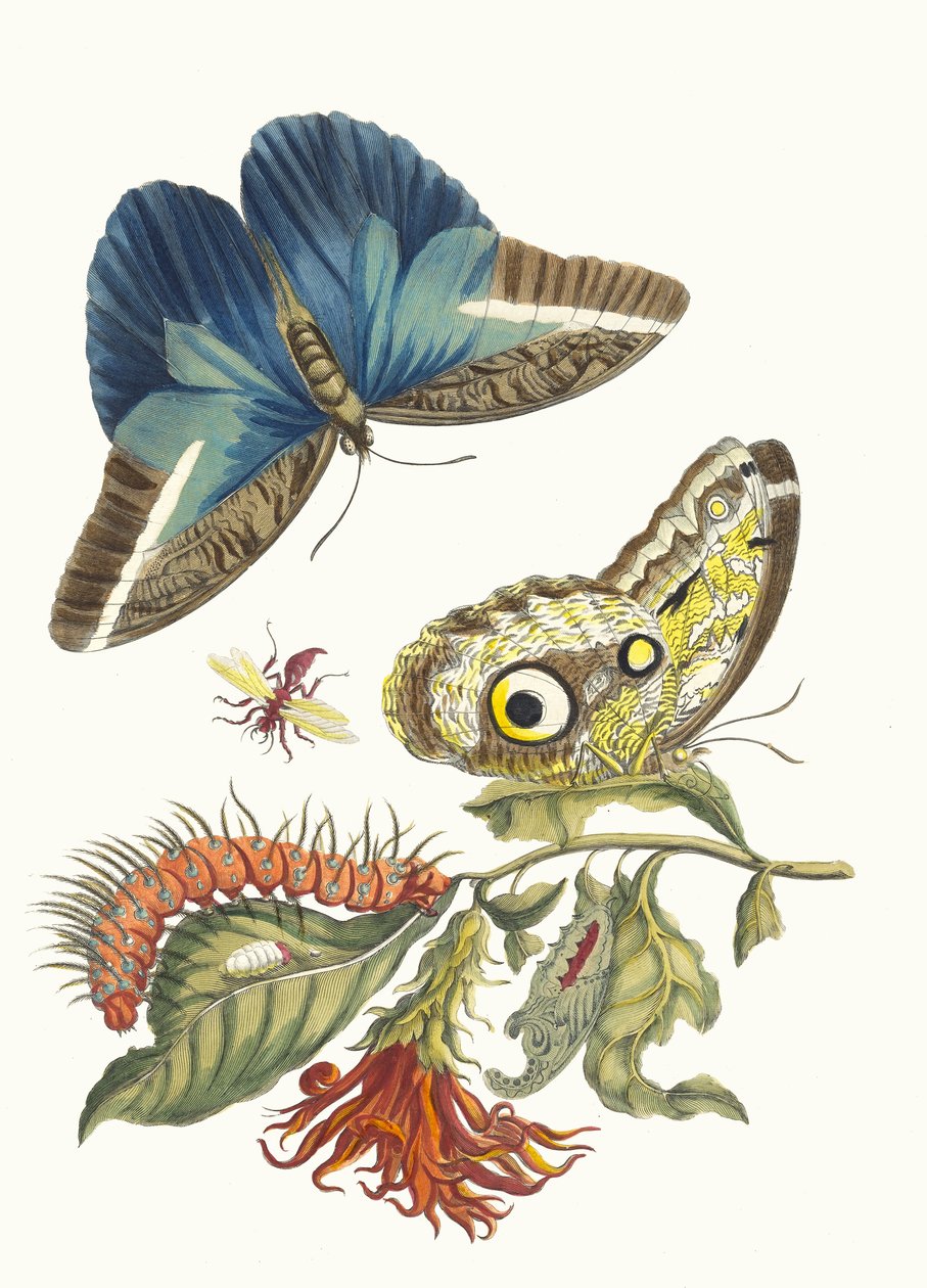 Pachystachys koksinea. Kitaptan Metamorfoz İnsektorum Surinamensium, 1705. by Maria Sibylla Merian