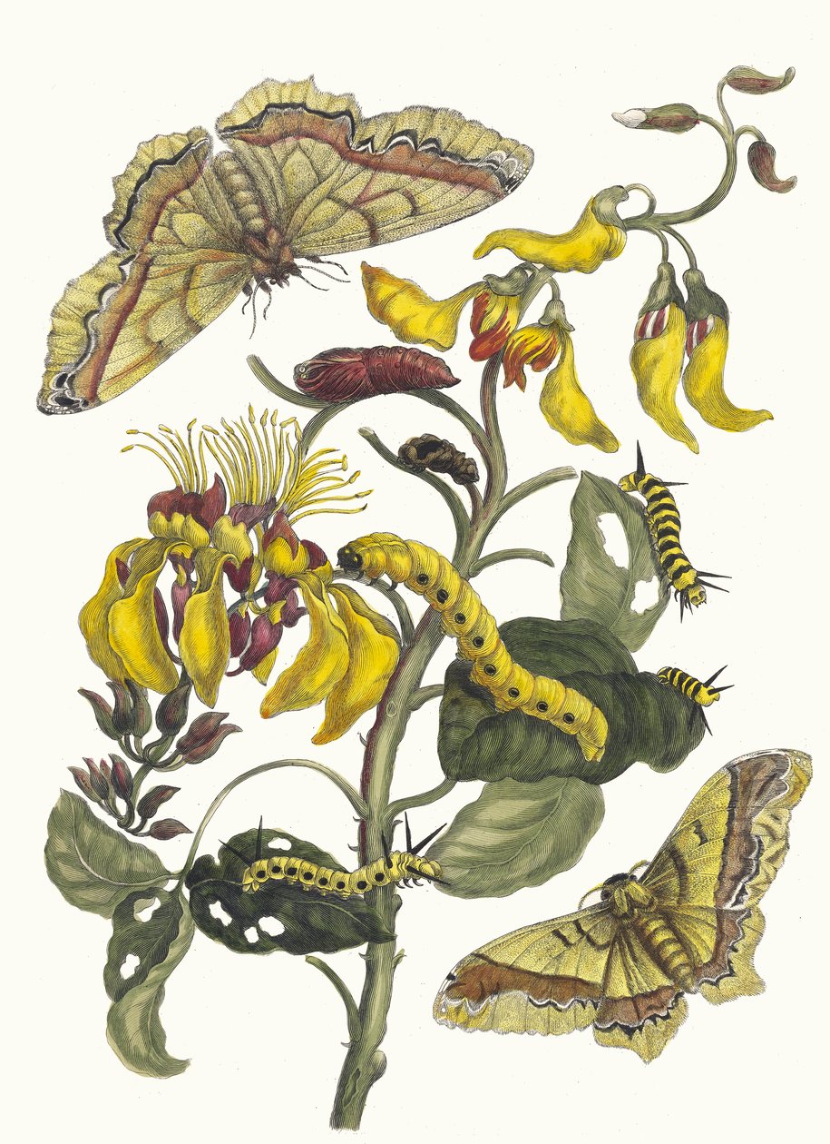 Pallisaden-boom. Kitaptan Metamorfoz İnsektorum Surinamensium, 1705. by Maria Sibylla Merian