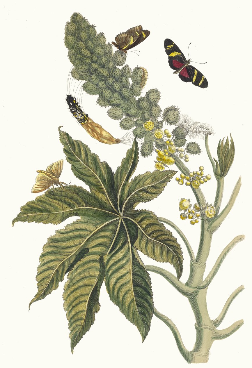 Palma Christi. Kitaptan Metamorfoz İnsektorum Surinamensium, 1705. by Maria Sibylla Merian