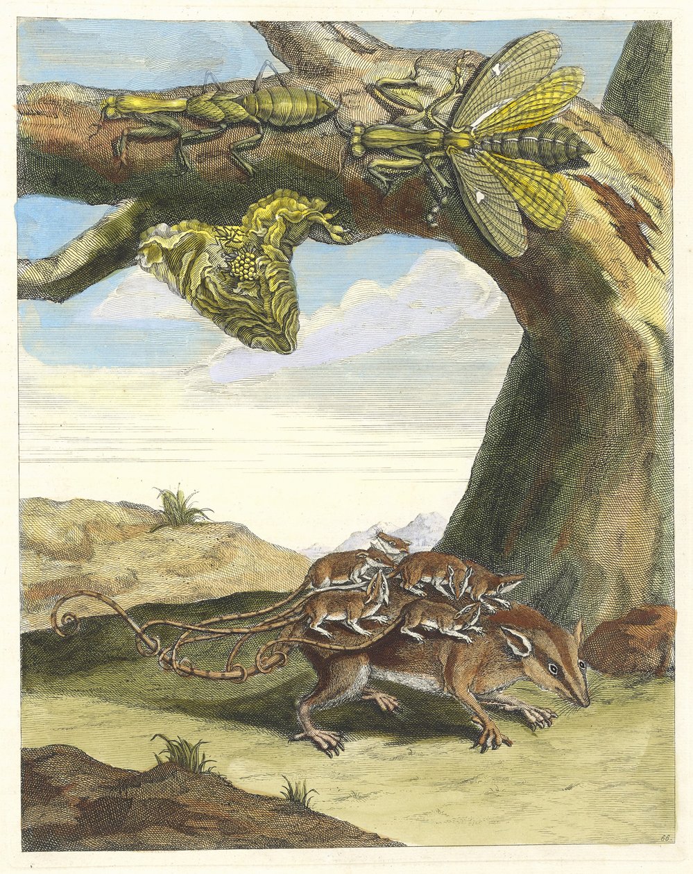 Orman faresi. Kitaptan Metamorfoz İnsektorum Surinamensium, 1705. by Maria Sibylla Merian
