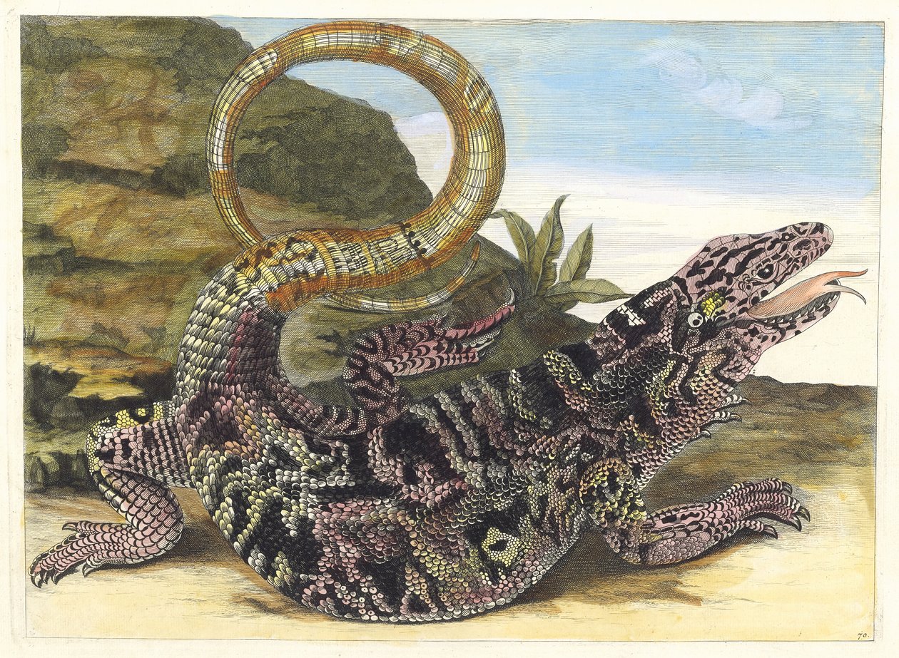 Sauvegarde. Kitaptan Metamorfoz İnsektorum Surinamensium, 1705. by Maria Sibylla Merian