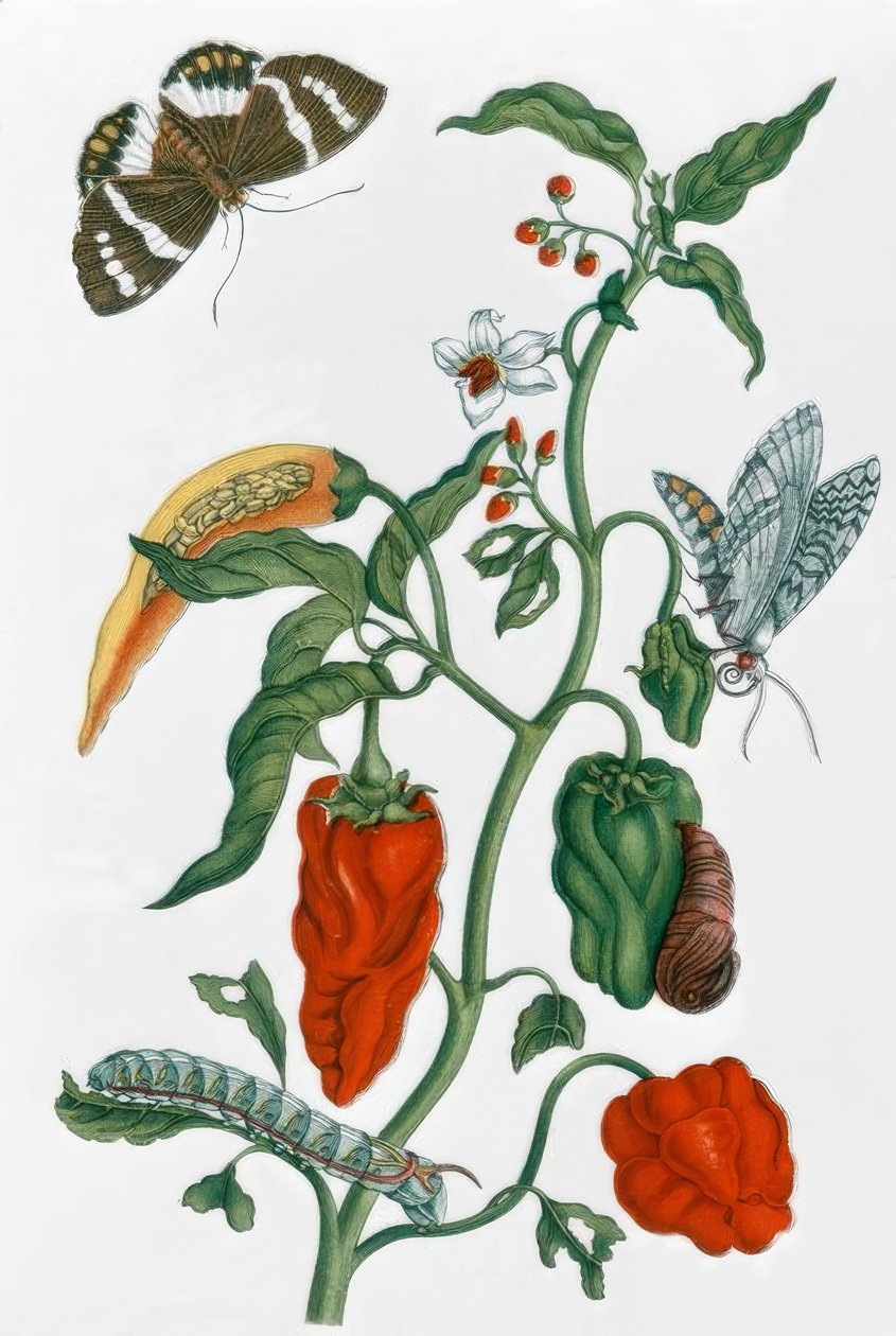 İspanyol biberi / M.S. Merian by Maria Sibylla Merian