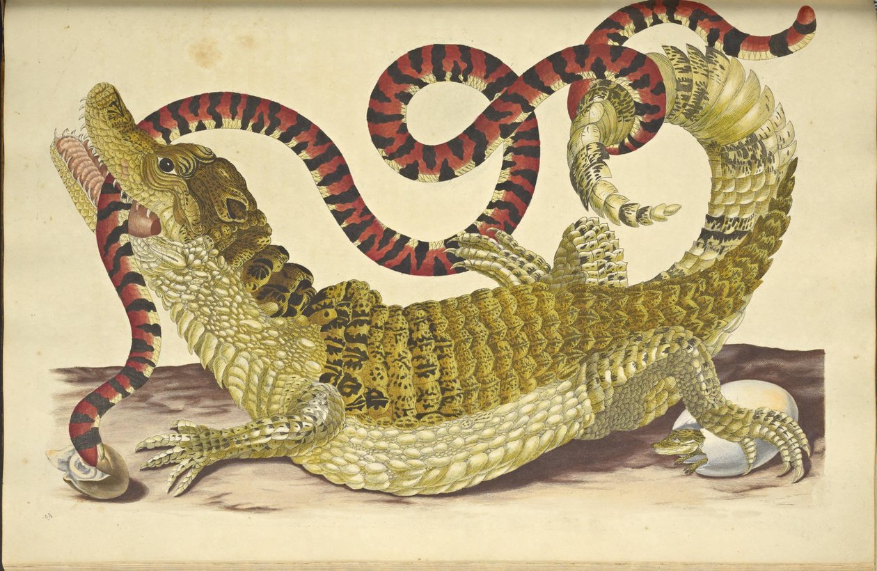 Gözlüklü Kayman Kayman timsahı ve Sahte Mercan Yılanı, 1705. by Maria Sibylla Merian