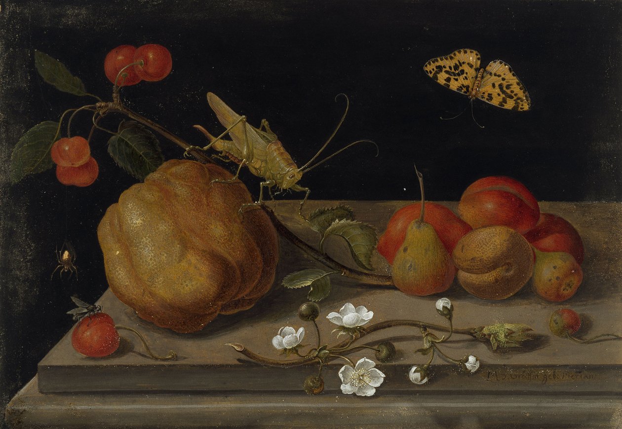 Meyve, çekirge ve kelebek ile natürmort, 1670 ve 1680 yılları arasında. by Maria Sibylla Merian