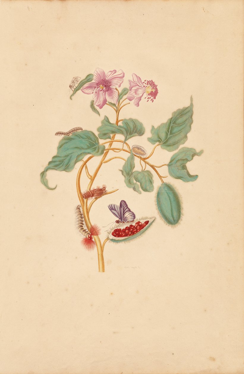  by Maria Sibylla Merian