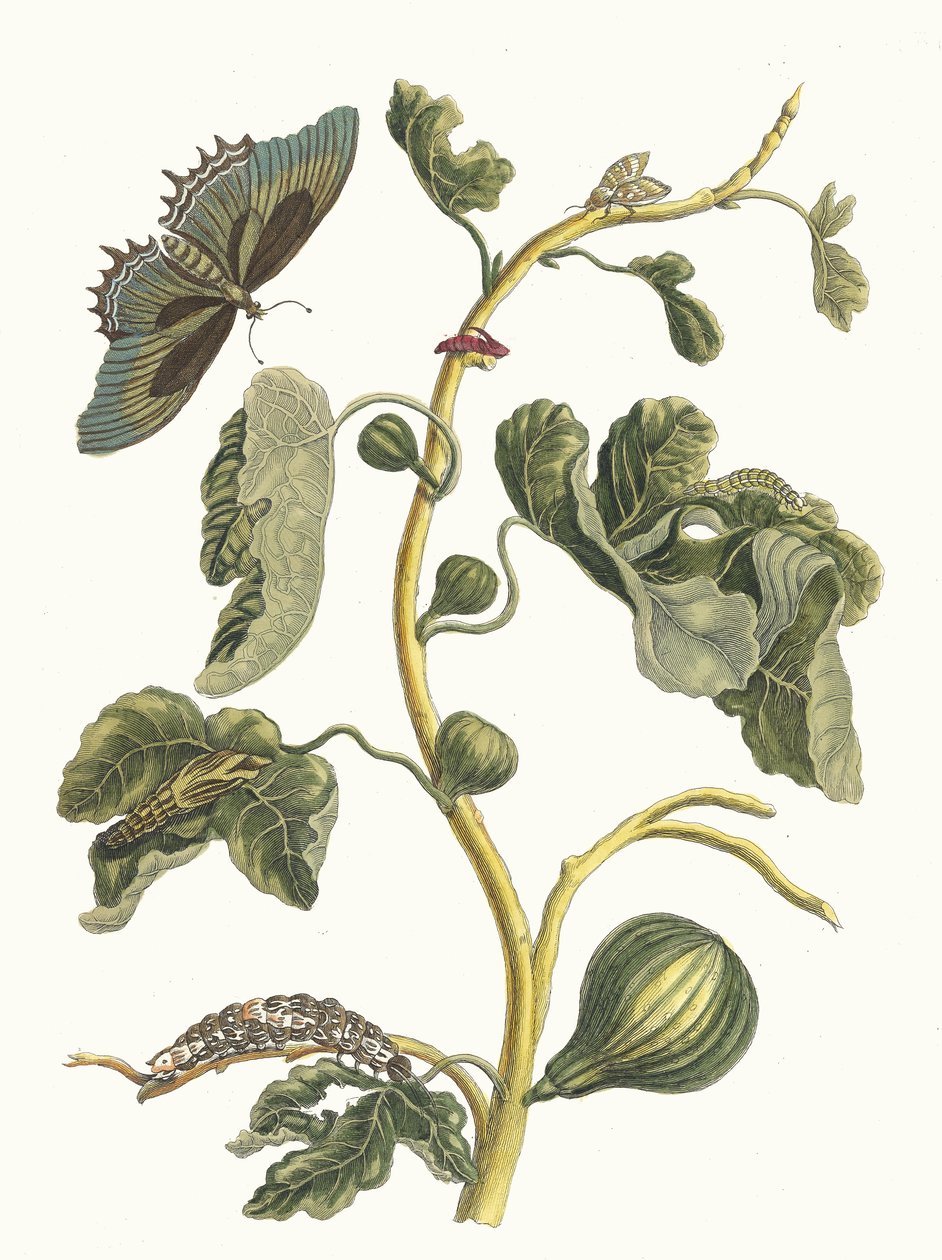 Beyaz Guava. Kitaptan Metamorfoz İnsektorum Surinamensium, 1705. by Maria Sibylla Merian