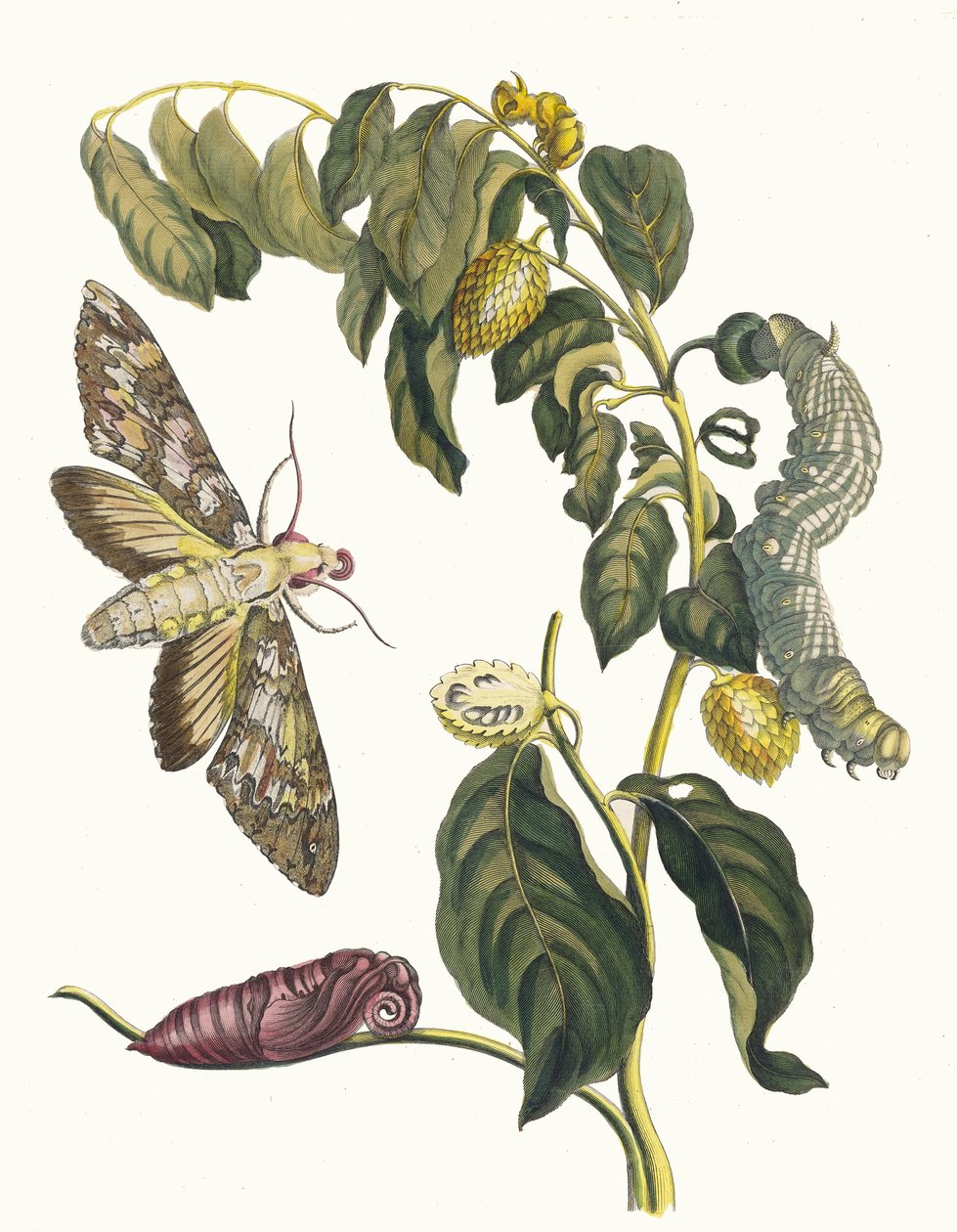 Zursak. Kitaptan Metamorfoz İnsektorum Surinamensium, 1705. by Maria Sibylla Merian