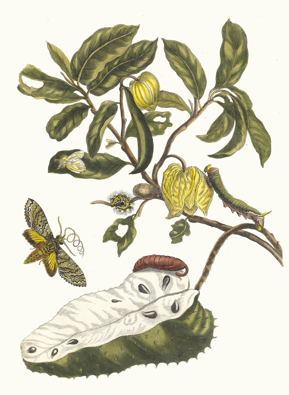 Zuursak. Kitaptan Metamorfoz İnsektorum Surinamensium, 1705. by Maria Sibylla Merian