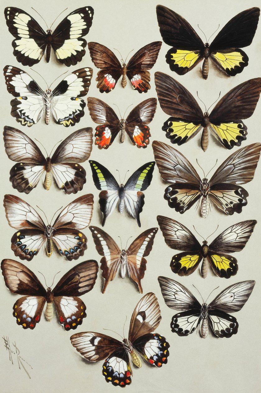 Üç sütunda on beş Swallowtail kelebek (Aile Papilionidae) by Marian Ellis Rowan