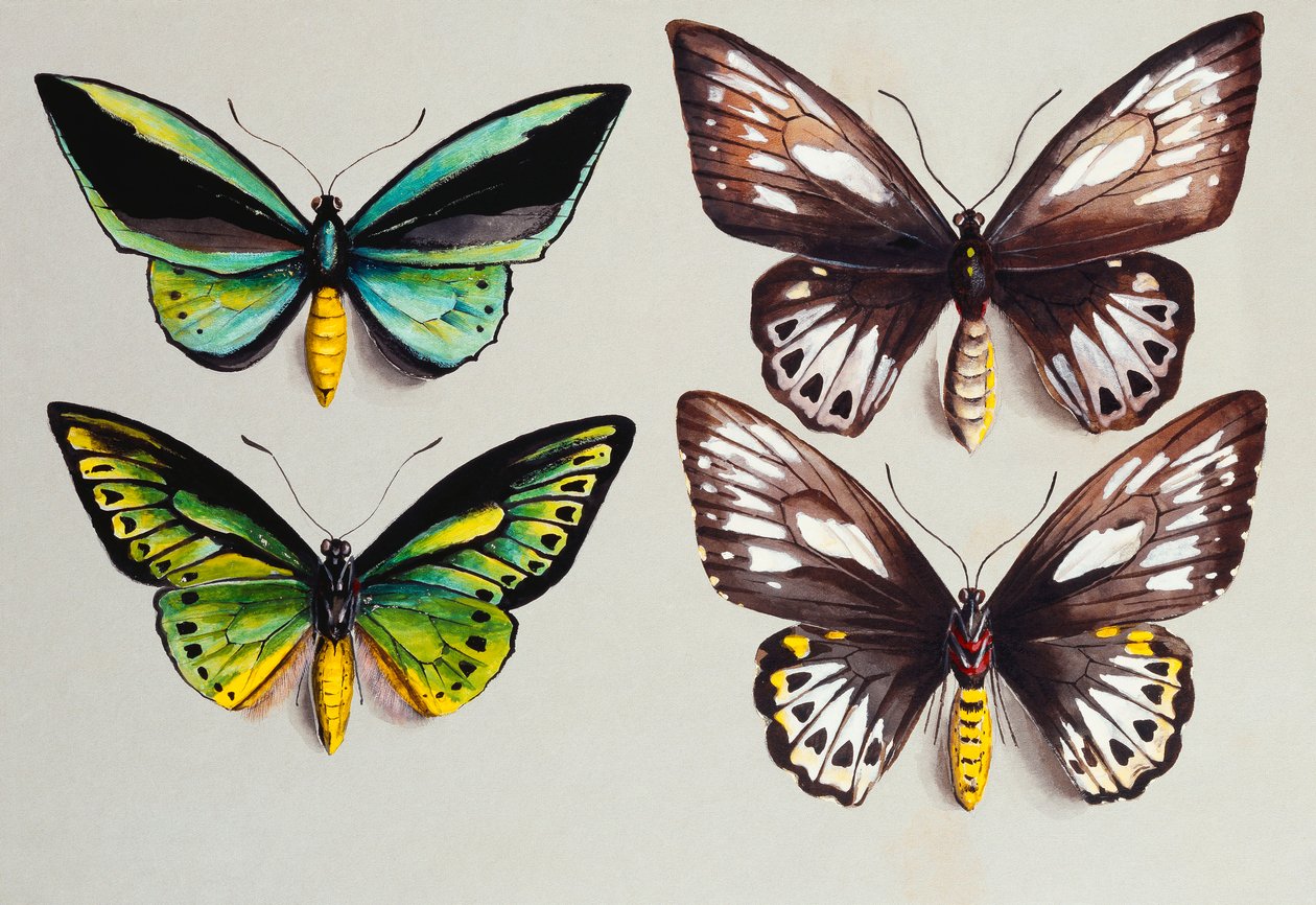 Dört Birdwing kelebek by Marian Ellis Rowan