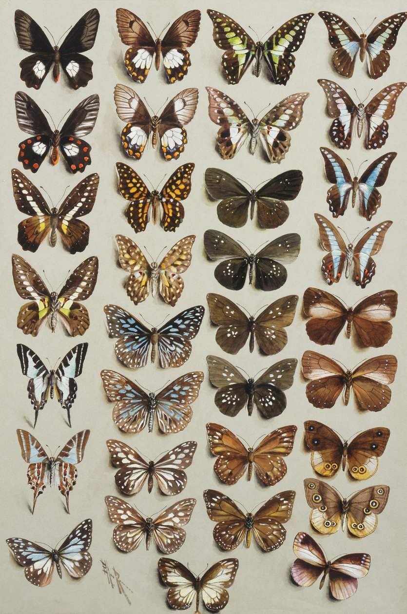 Papilionidae ve Danainae familyalarına ait dört sütunda otuz üç kelebek, by Marian Ellis Rowan
