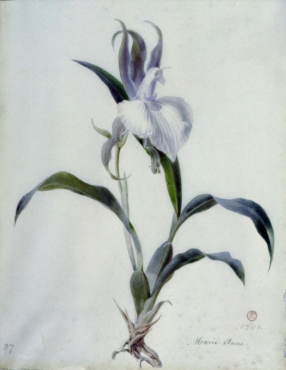 Çiçek Parçaları by Marie Anne