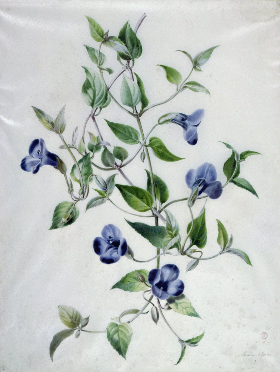 Çiçek Parçaları by Marie Anne