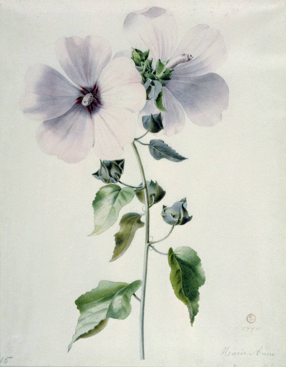 Misk Ebegümeci, 18. yüzyıl by Marie Anne
