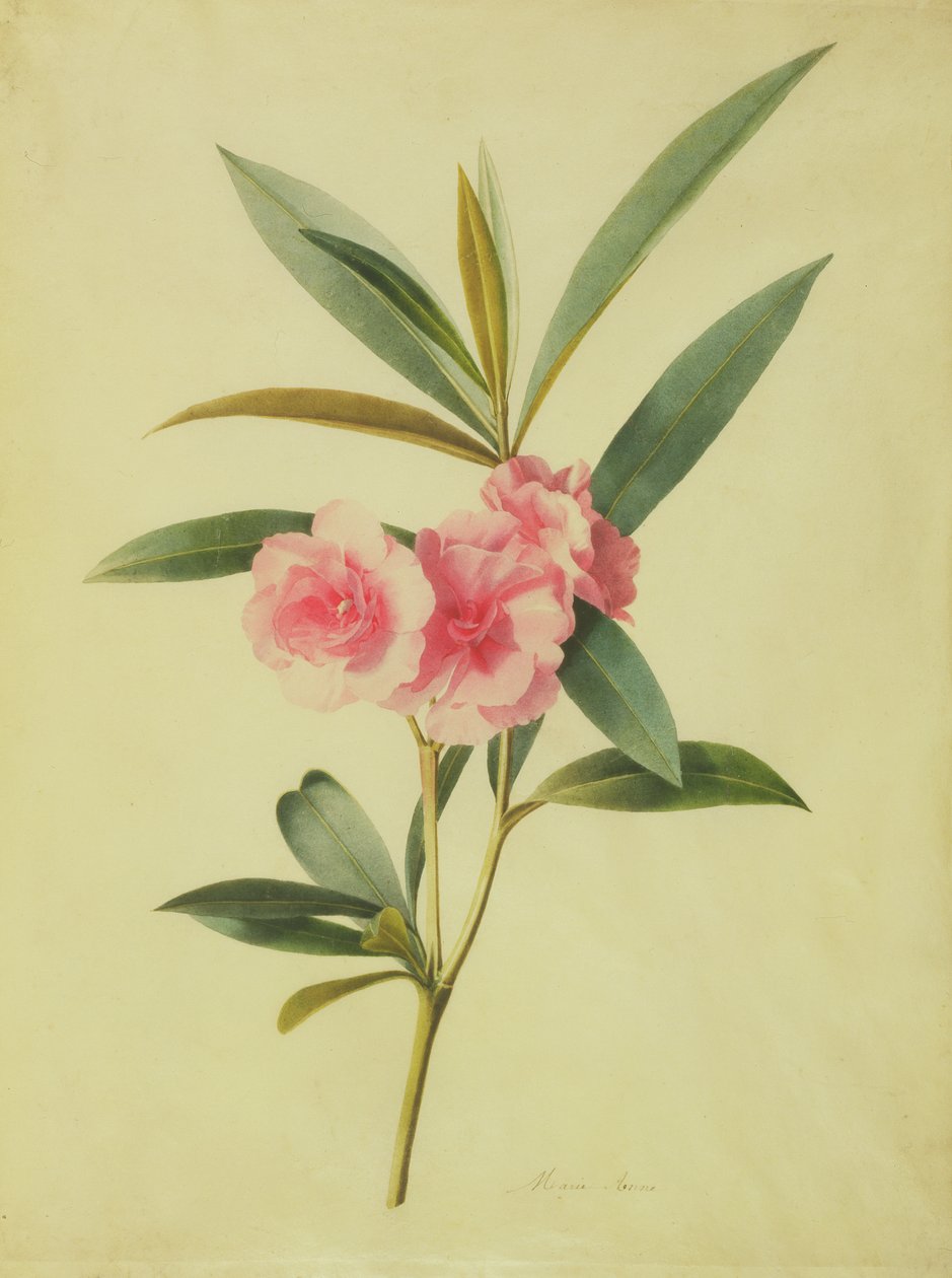 Nerium Oleander (Rose Bay) (parşömen üzerine wc) by Marie Anne