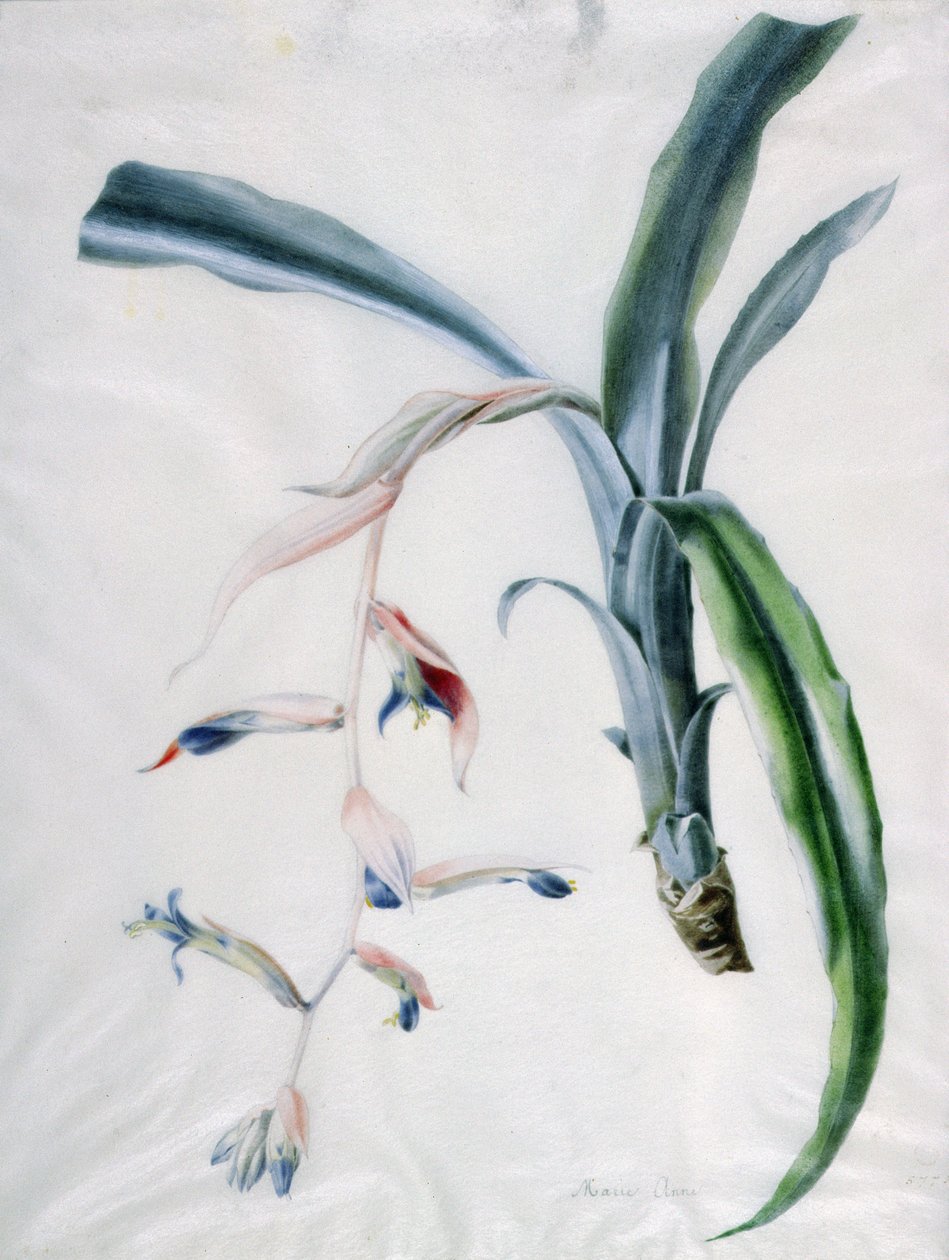 Orkide, 18. yüzyıl by Marie Anne