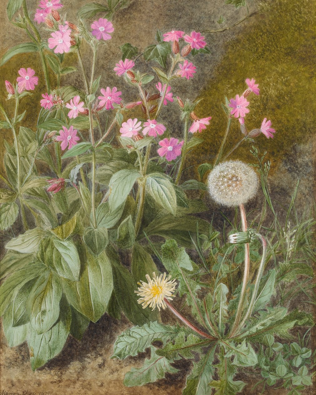 Rose Campions ve Dandelion, 1875 (kağıt üzerinde wc) by Marion Chase