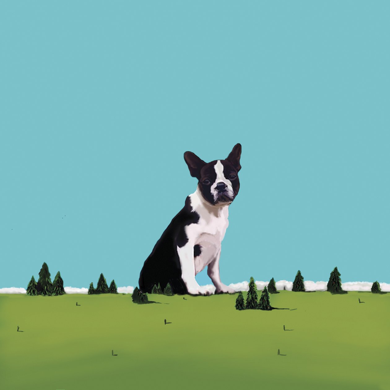 Boston Terrier, 2008 (tuval üzerine akrilik) by Marjorie Weiss