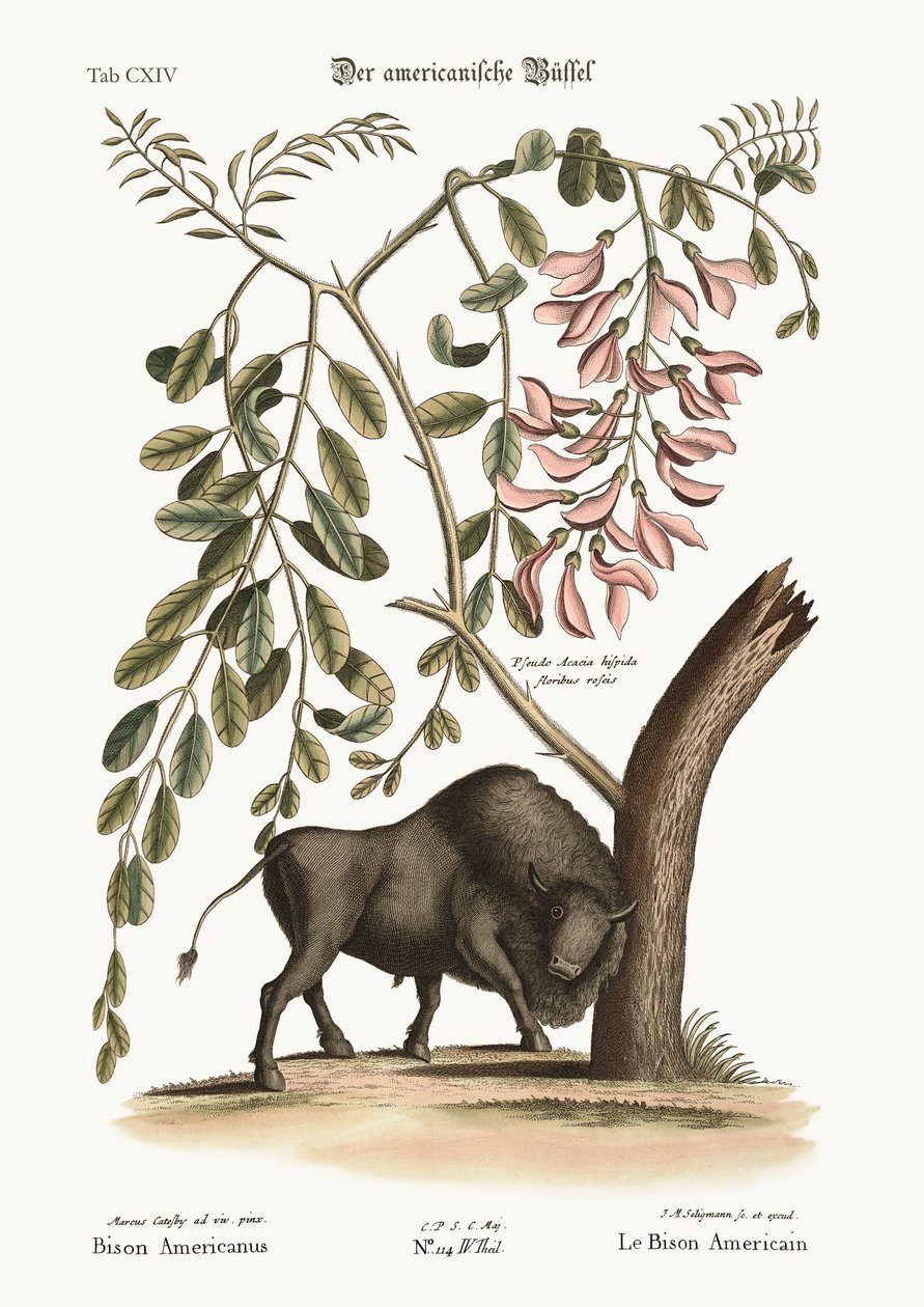 ಅಮೇರಿಕನ್ ಬೈಸನ್, 1749-73 ಟರ್ಕ್ by Mark Catesby