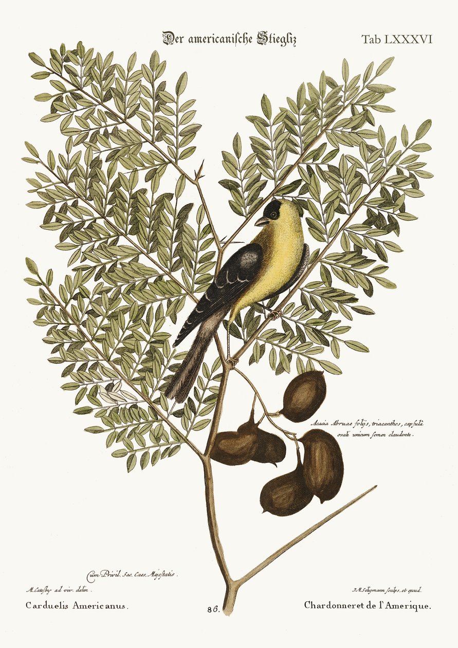 Amerikan Saka Kuşu, 1749-73 by Mark Catesby