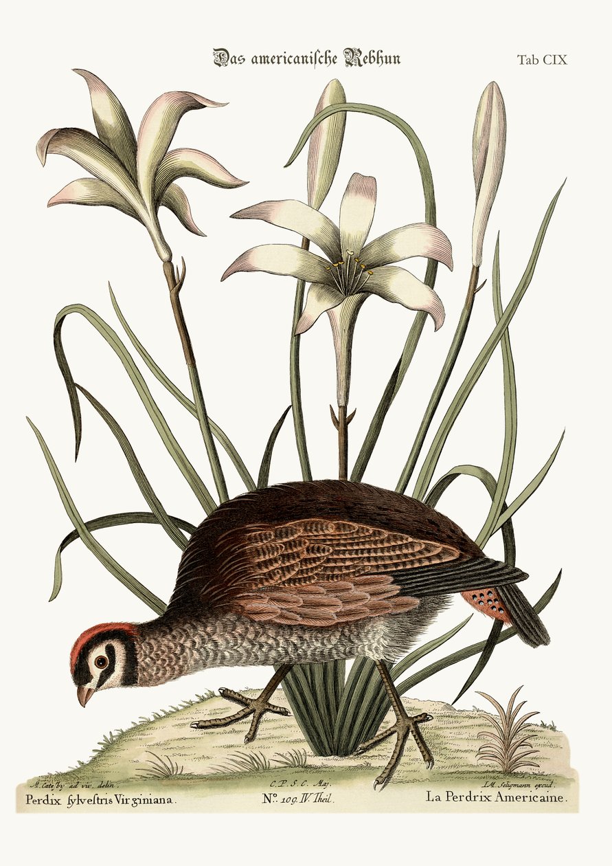 Amerikan Kekliği, 1749-73 by Mark Catesby