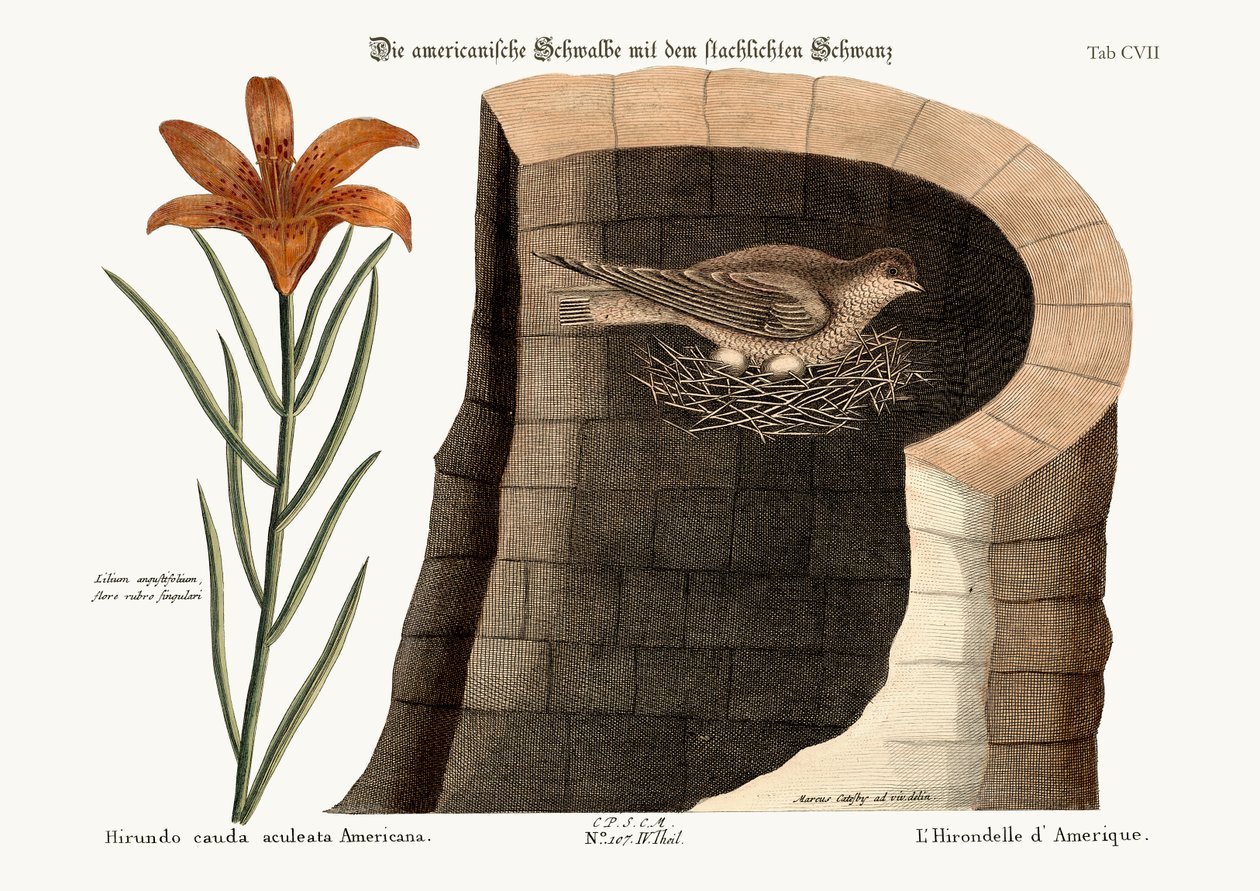 ದಿ ಅಮೇರಿಕನ್ ಸ್ವಾಲೋ, 1749-73 ಟರ್ಕ್ by Mark Catesby