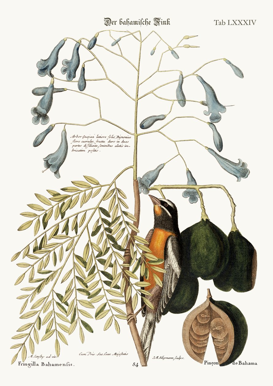 Bahama Finch, 1749-73 by Mark Catesby