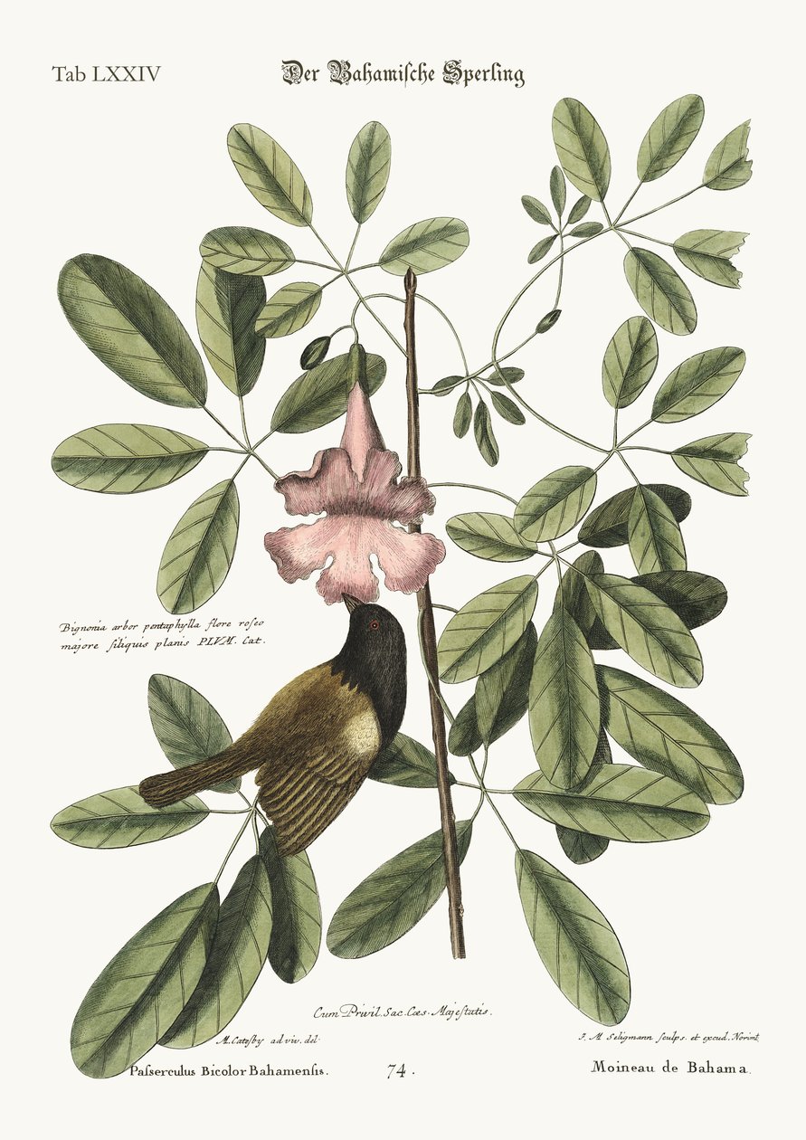 Bahama Serçesi, 1749-73 by Mark Catesby