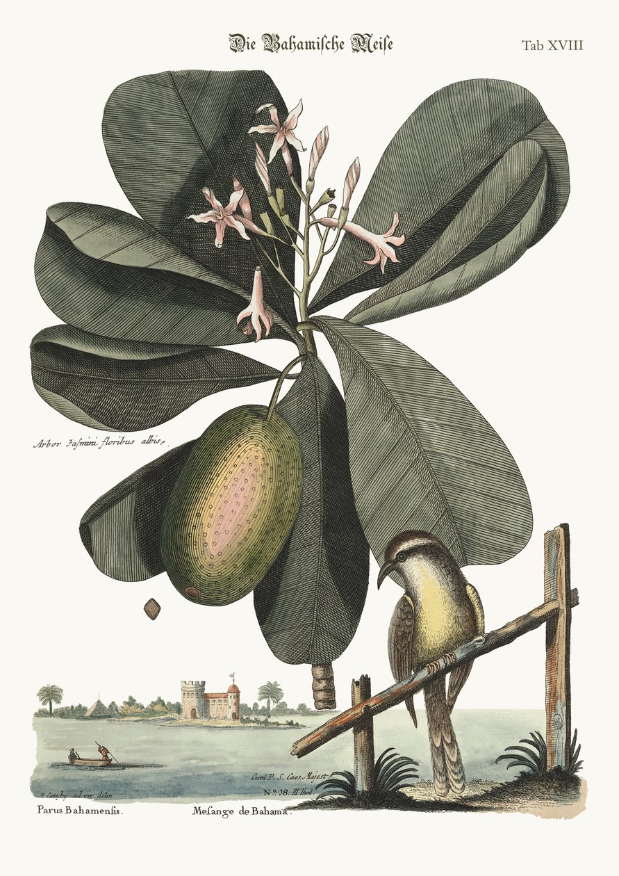Bahama Baştankara Faresi, 1749-73 by Mark Catesby