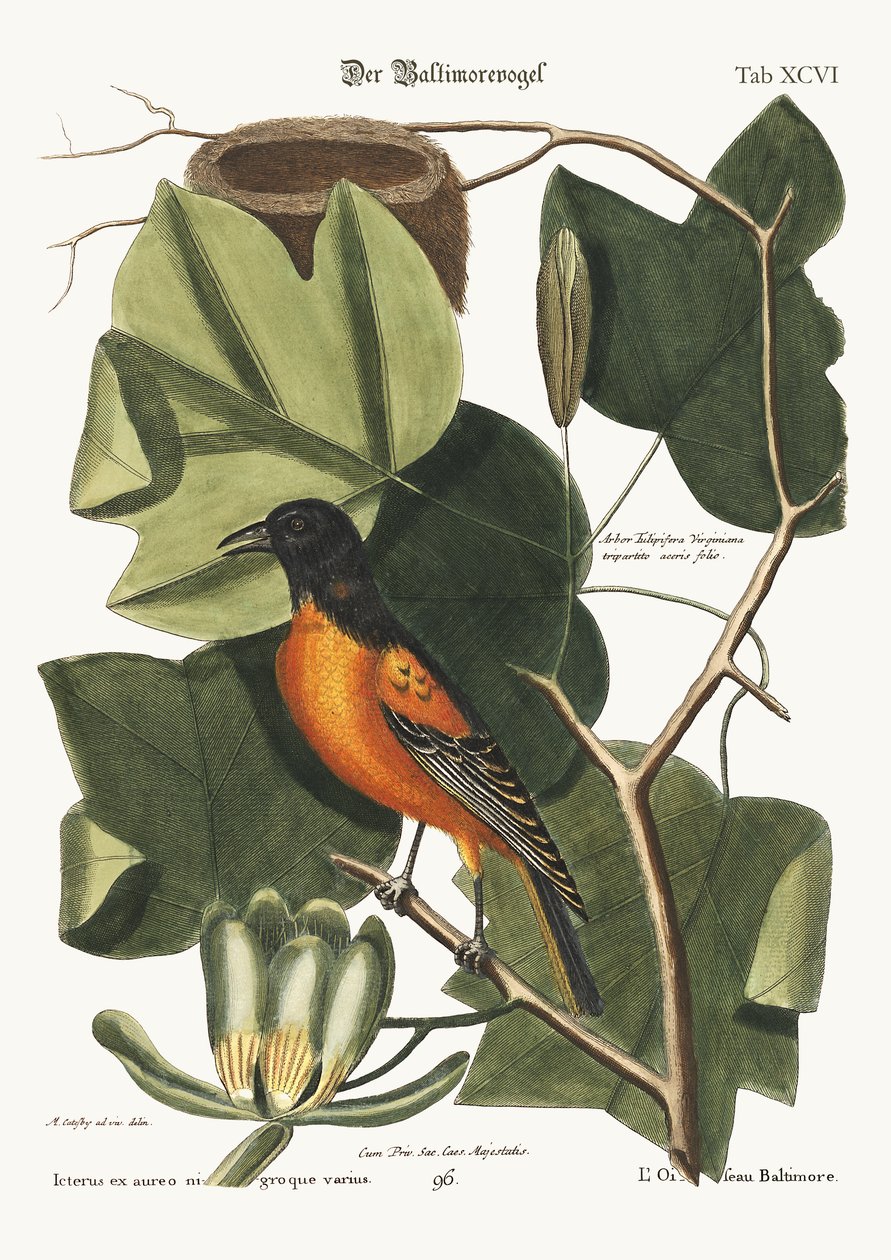 Baltimore Kuşu, 1749-73 by Mark Catesby