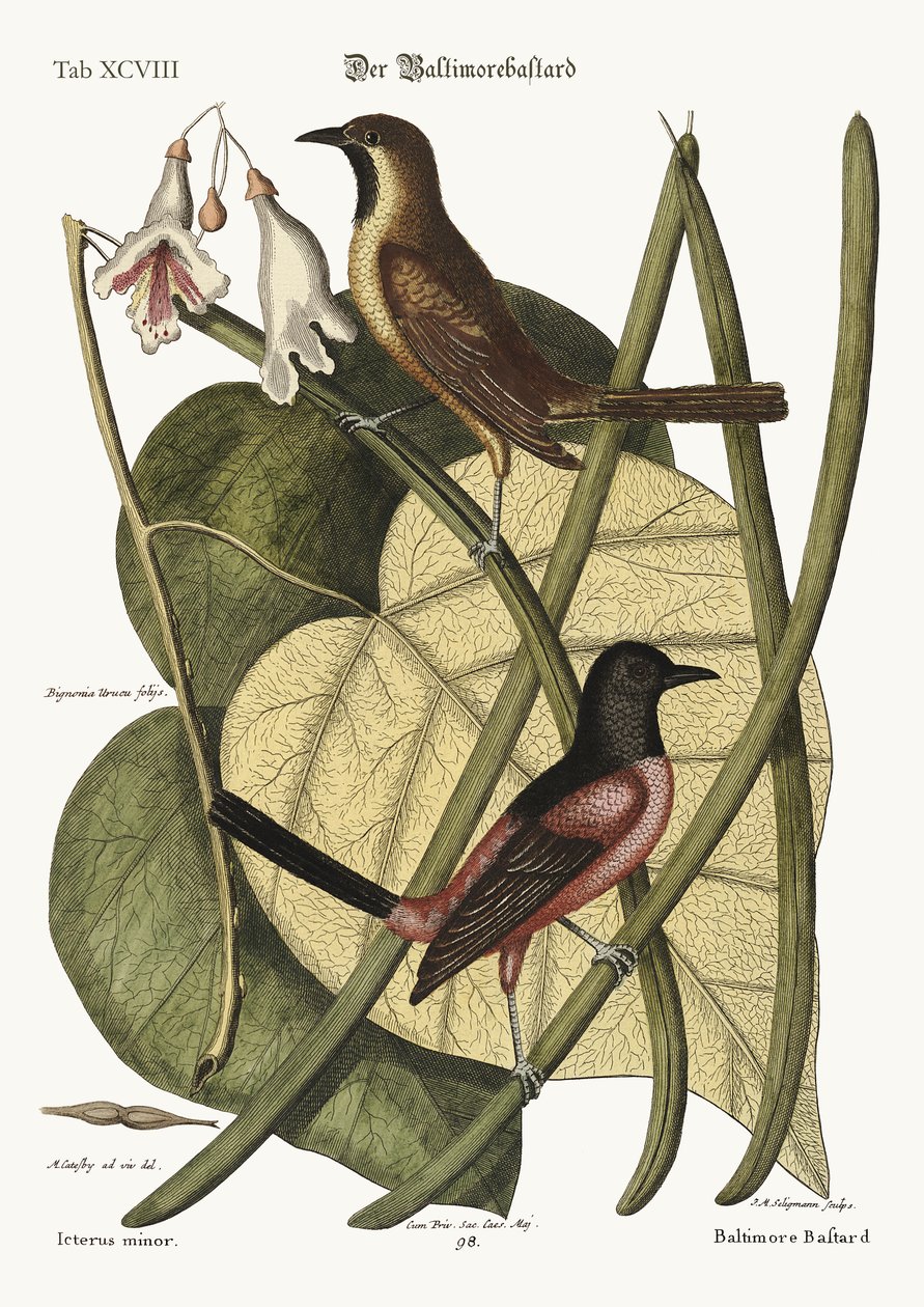 ಬಾಸ್ಟರ್ಡ್ ಬಾಲ್ಟಿಮೋರ್, 1749-73 ಟರ್ಕ್ by Mark Catesby