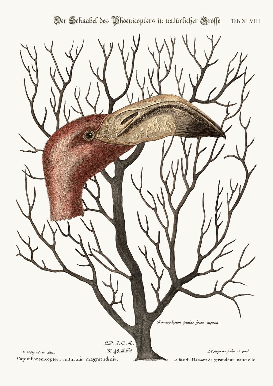 Tüm Boyutlarında Flamingo'nun Faturası, 1749-73 by Mark Catesby